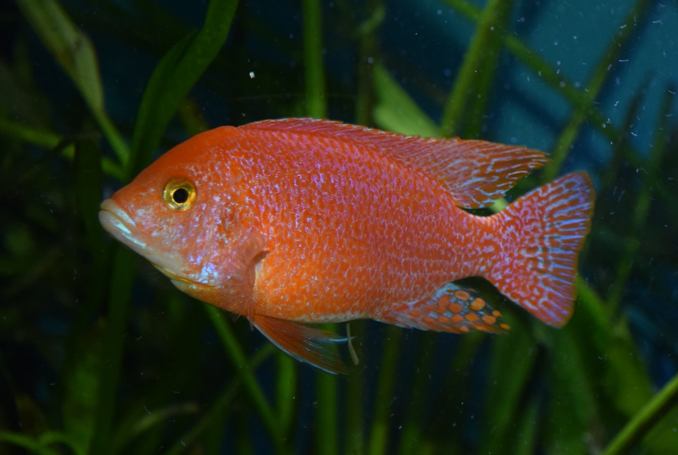 Buntbarsche Filder Aquaristik